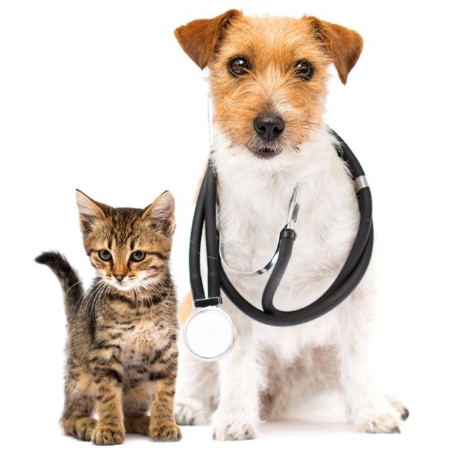 Dog and Cat Stethoscope