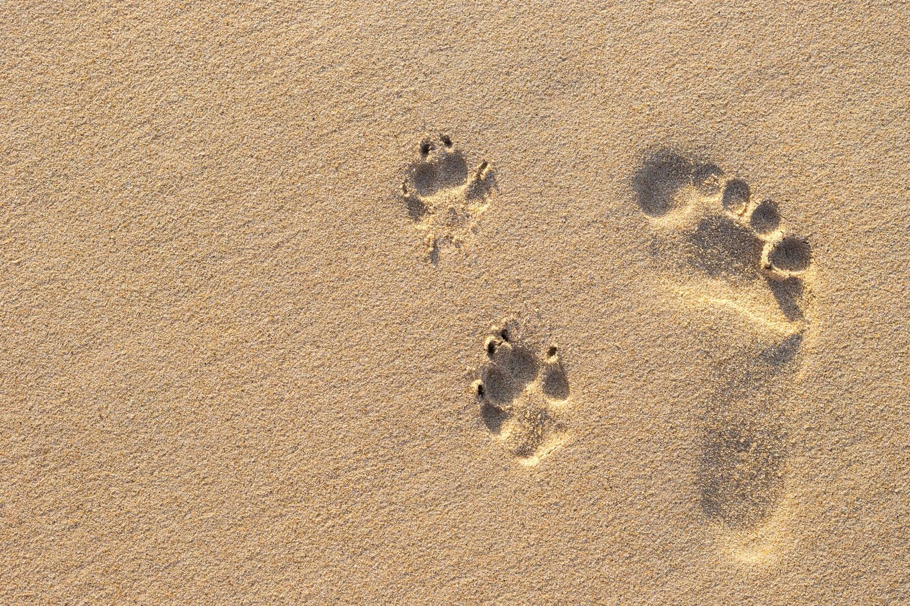 Animal paw and footprint in sand